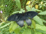 FZ007450 Black butterfly.jpg